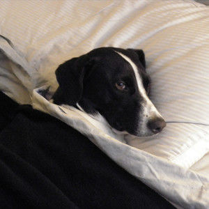 Meet your Posher, Nima